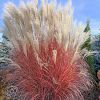 Miscanthus Rossi